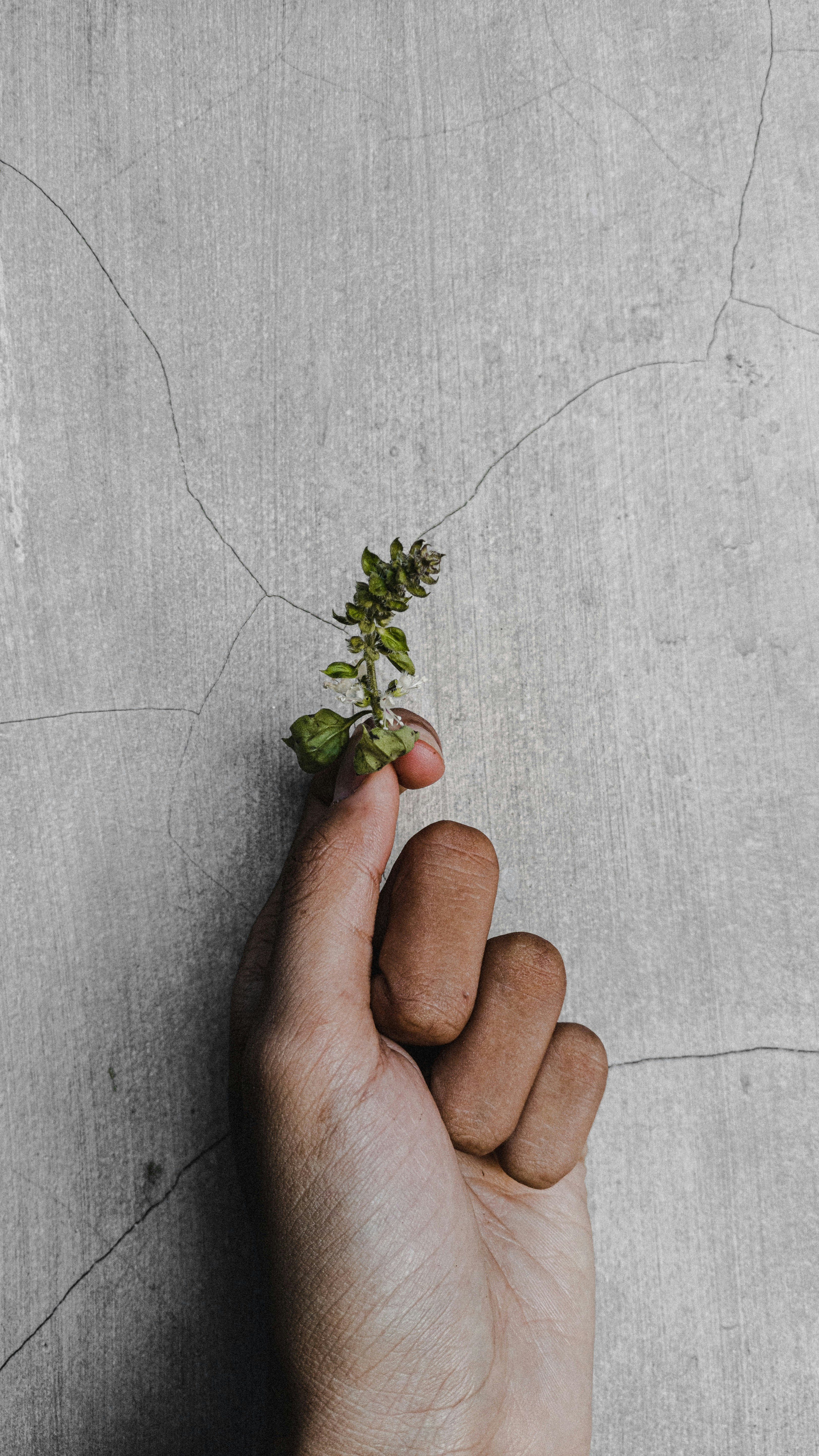 a person's hand holding a tiny plant