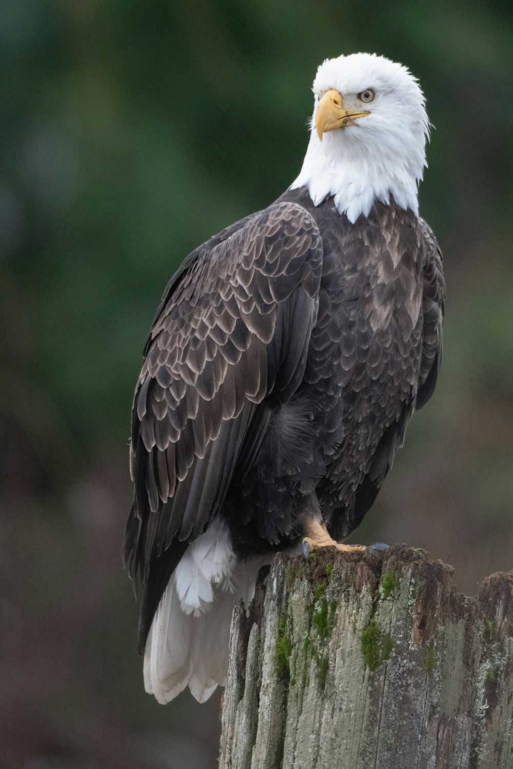 a bald eagle sitting on top of a wooden post