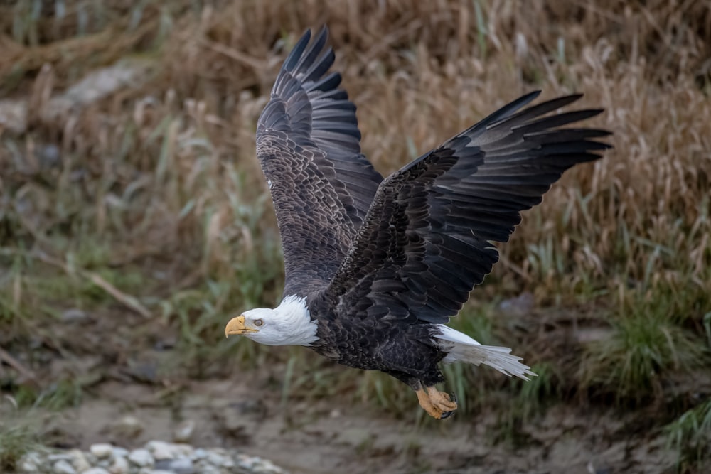 a bald eagle flying through the air with it's wings spread