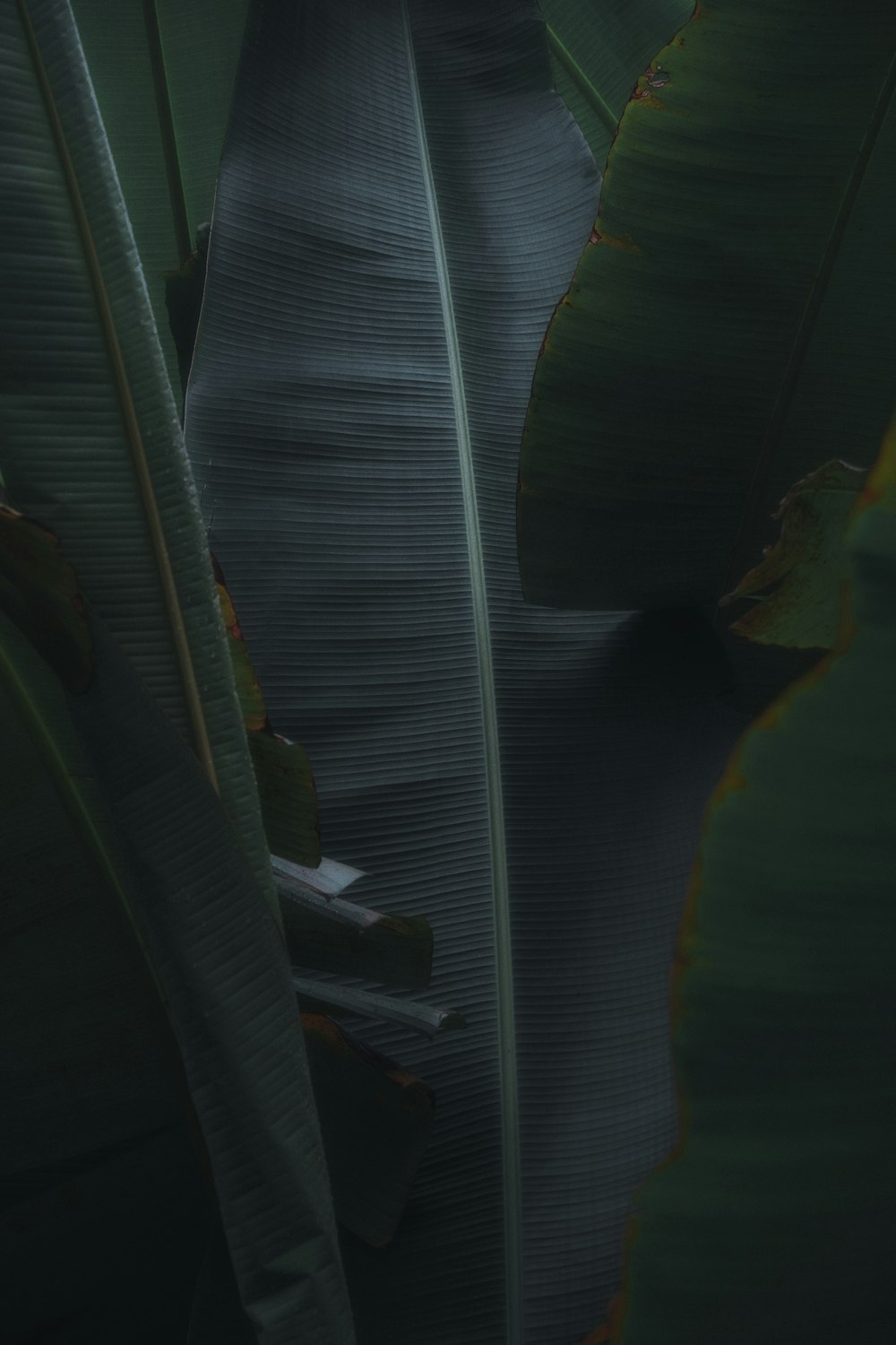 a large green leaf with a dark background