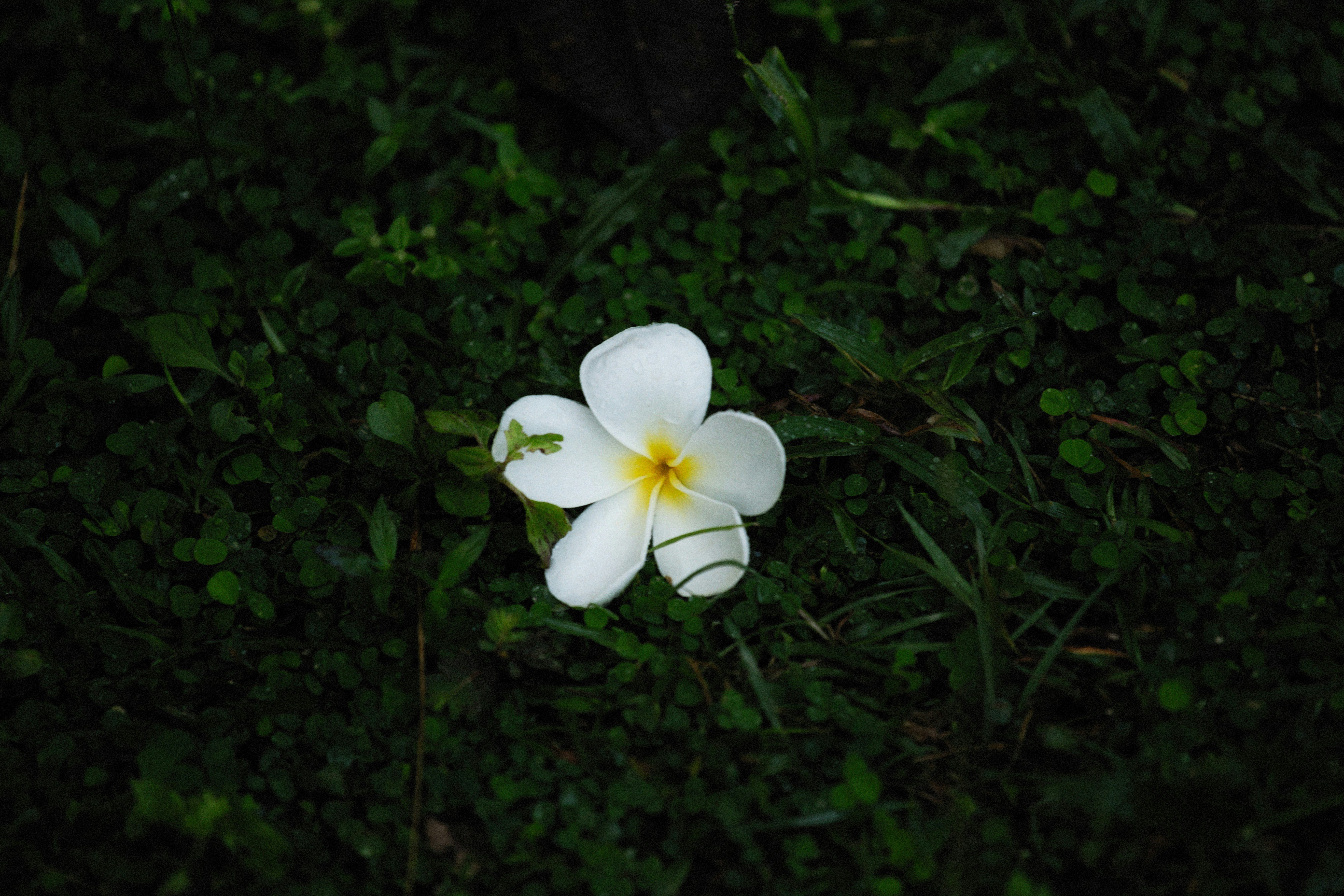 Photo by alexeydemidov