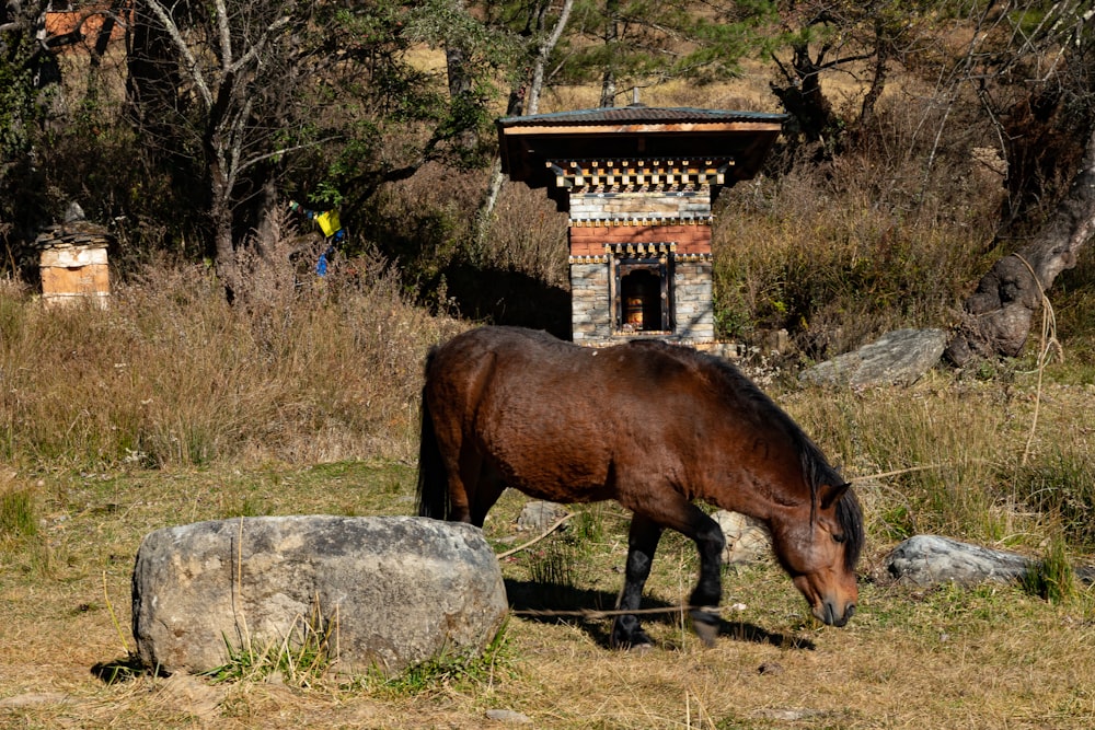 a brown horse grazing in a field next to a building