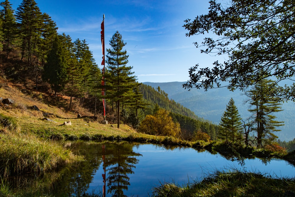 a small pond in the middle of a forest