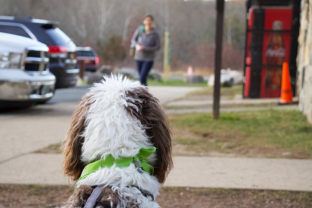 a brown and white dog with a green bow tie