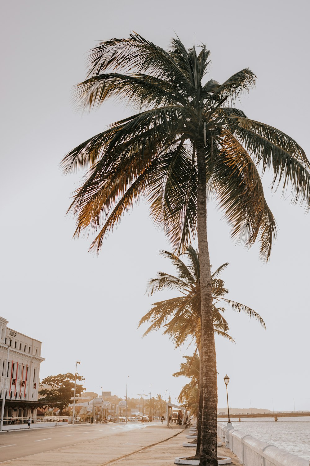 a palm tree on the side of the road