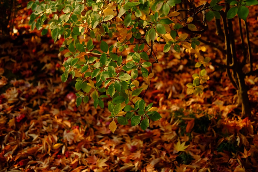 a bunch of leaves that are on the ground