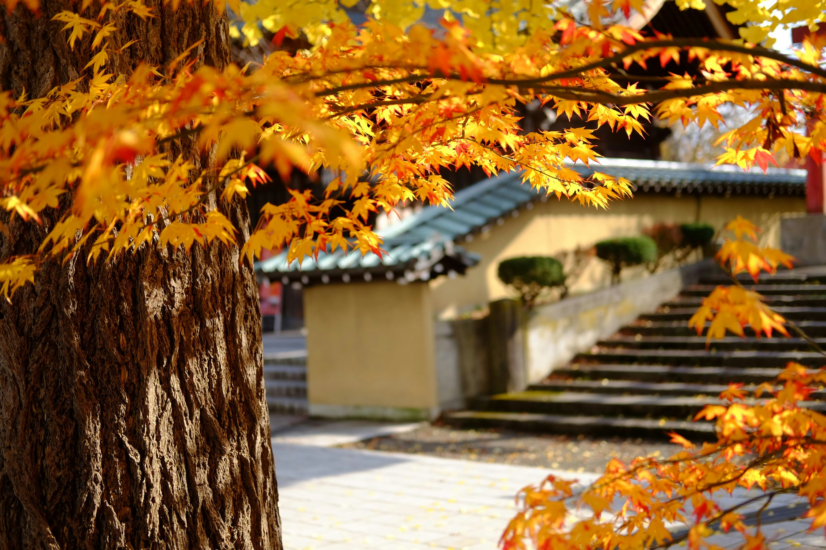 Photo by seiya_maeda