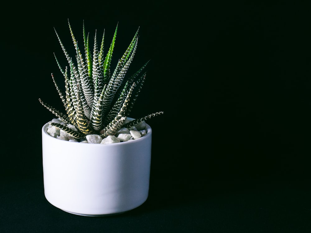 a green plant in a white pot on a black background