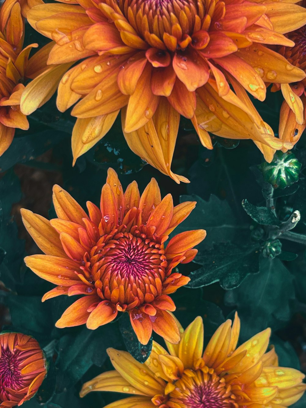 a close up of a bunch of flowers with drops of water on them