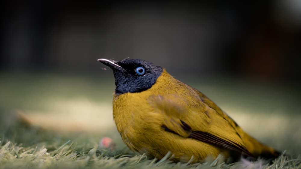 um pequeno pássaro amarelo com uma cabeça preta e olhos azuis