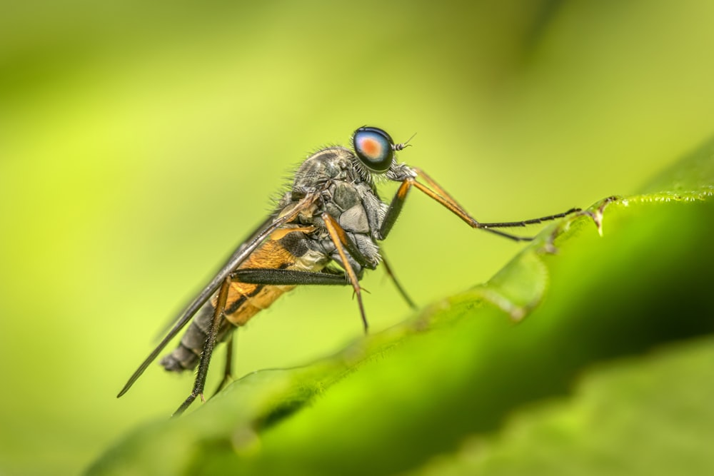 a close up of a fly on a leaf