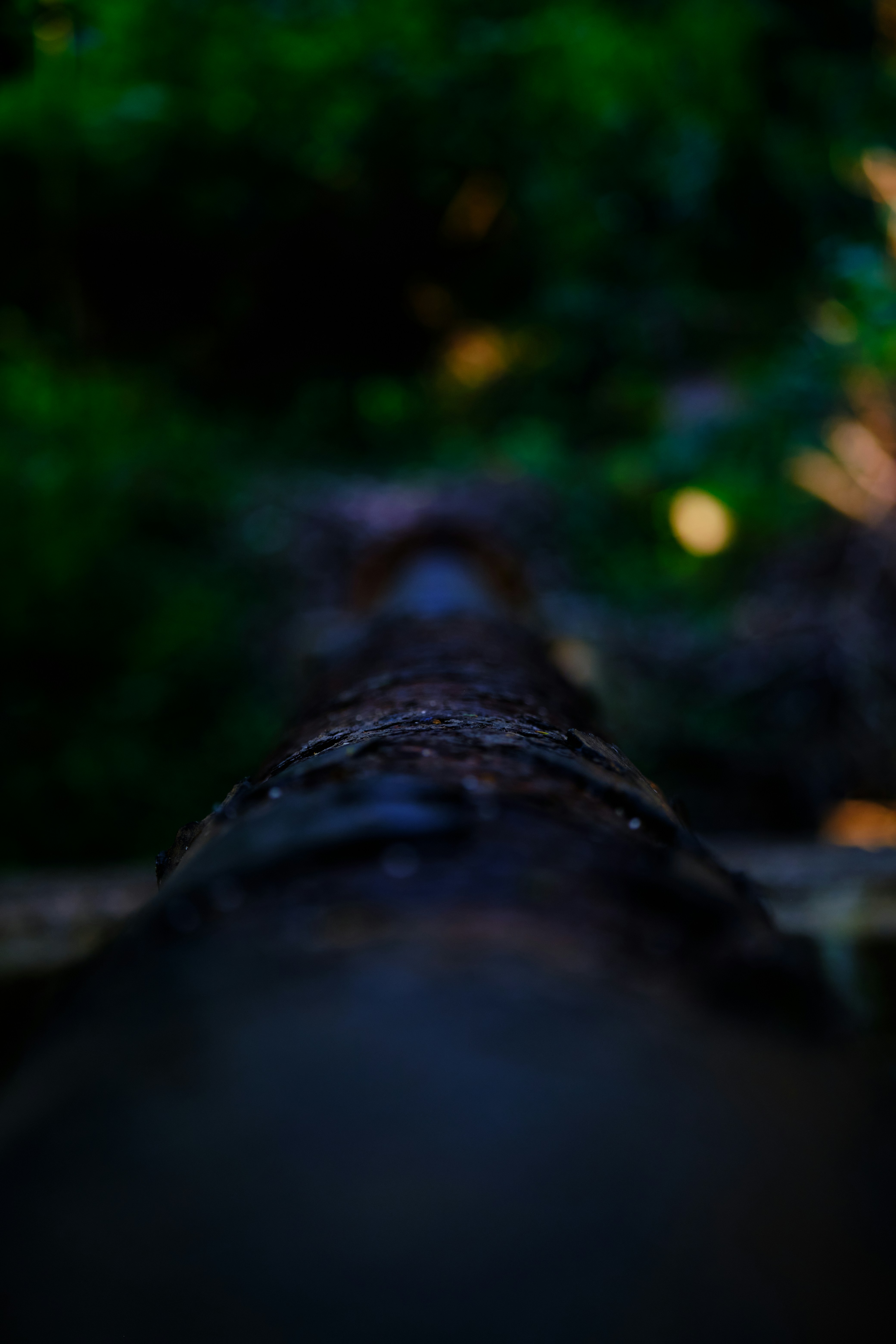 a close up of a tree trunk in a forest