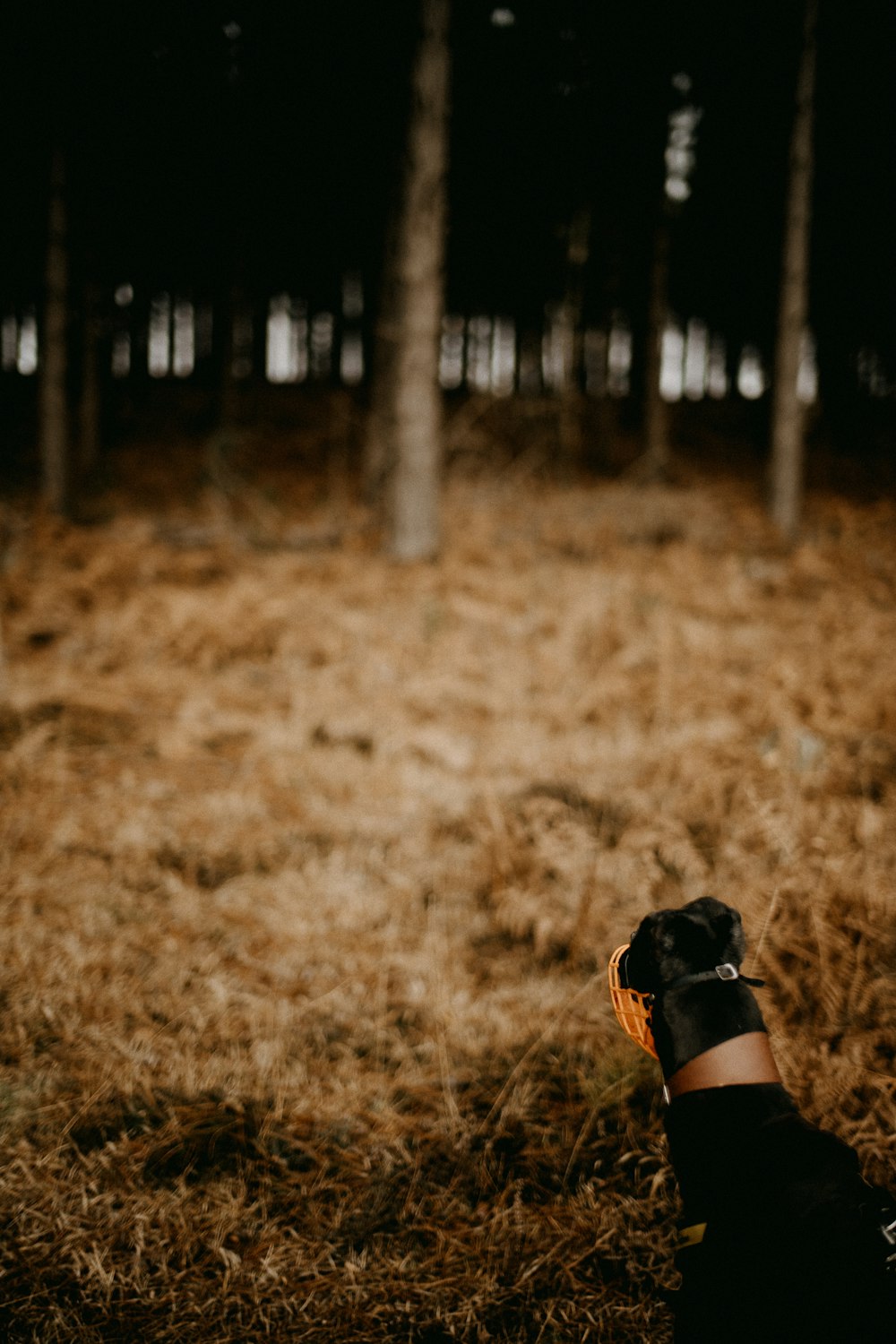 a person holding a cell phone in a forest