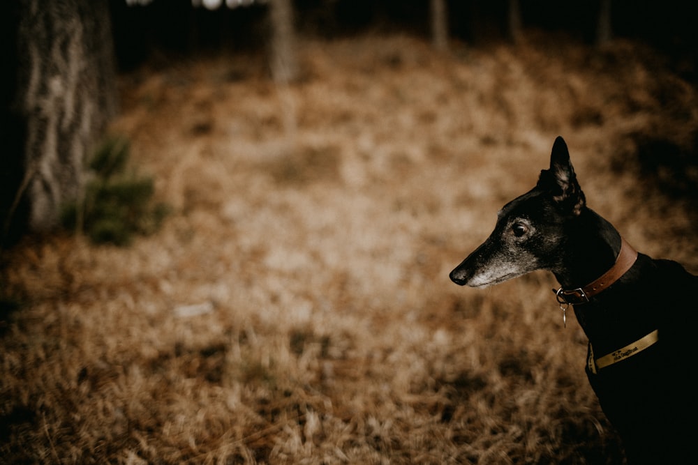 a black and white dog standing in a field