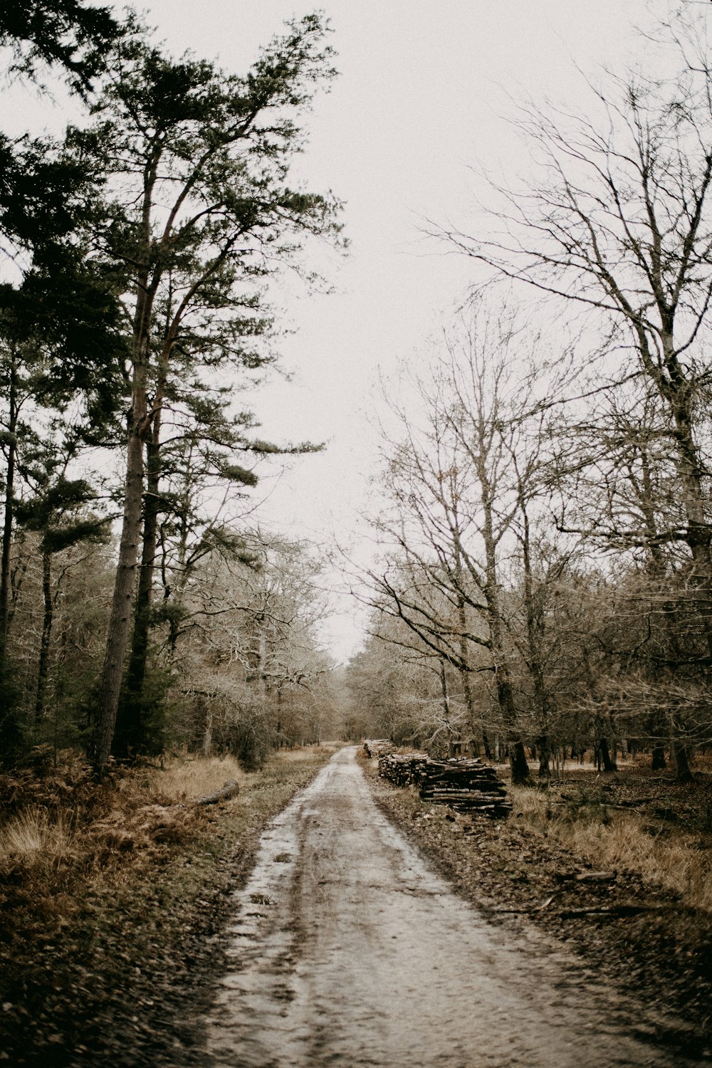 Un chemin de terre au milieu d’une forêt