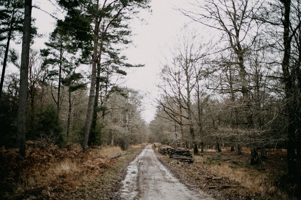 a dirt road in the middle of a forest