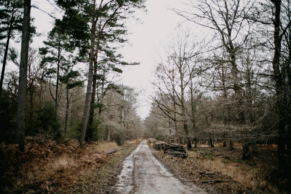 Una strada sterrata in mezzo a un bosco