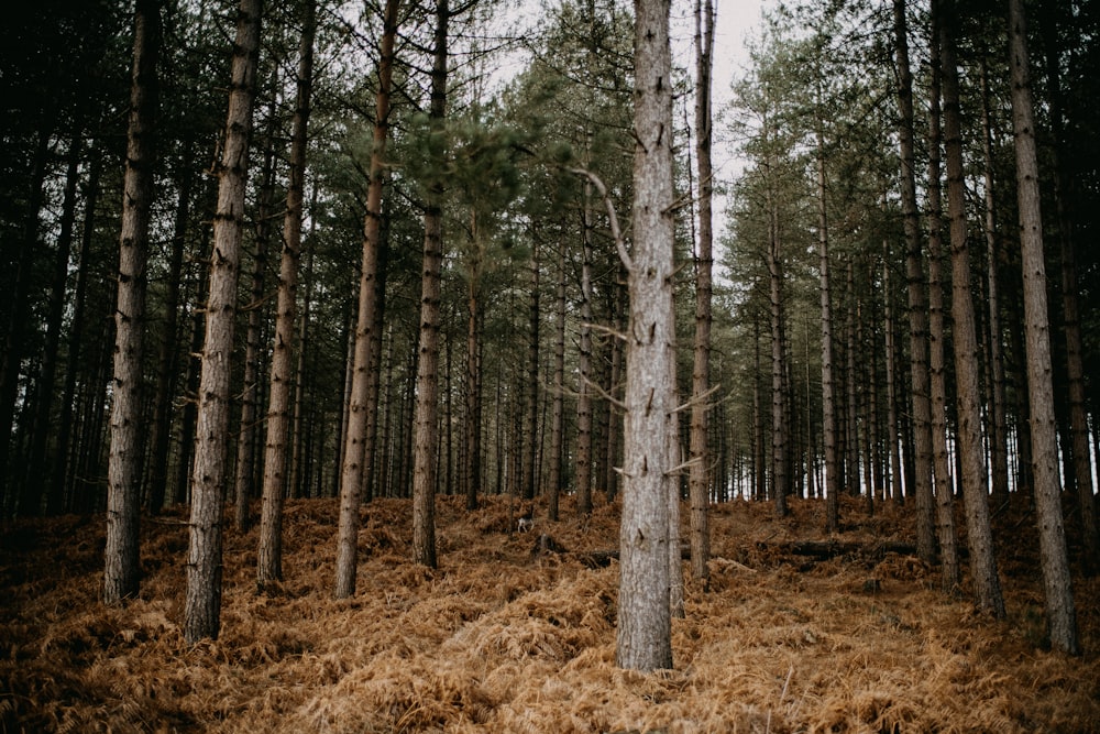 a forest filled with lots of tall trees