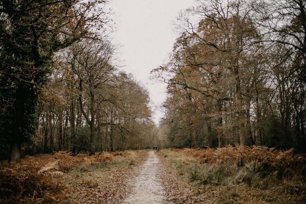 Un camino a través de un bosque con muchos árboles