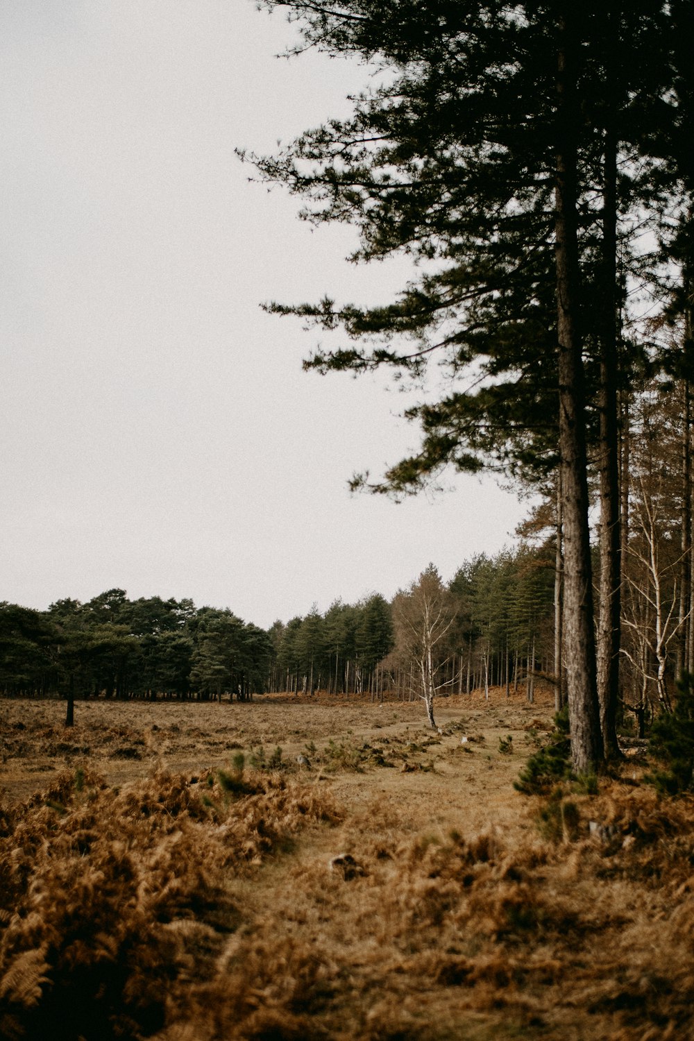 a field with trees and grass in the foreground