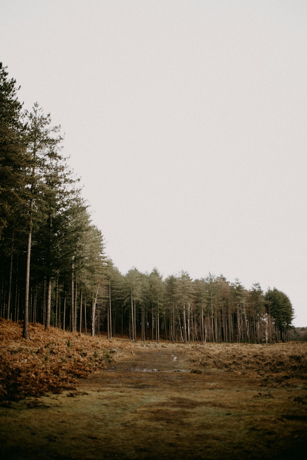 a dirt road in the middle of a forest