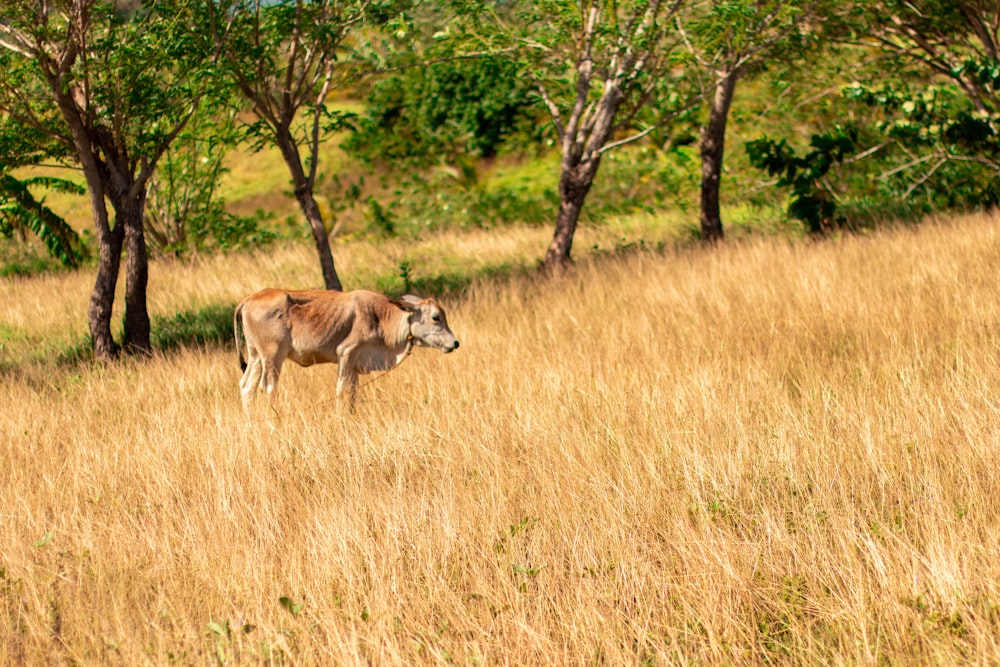 a cow standing in a field of tall grass