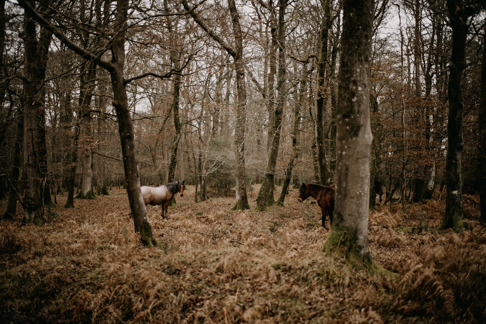 a couple of horses standing in the middle of a forest