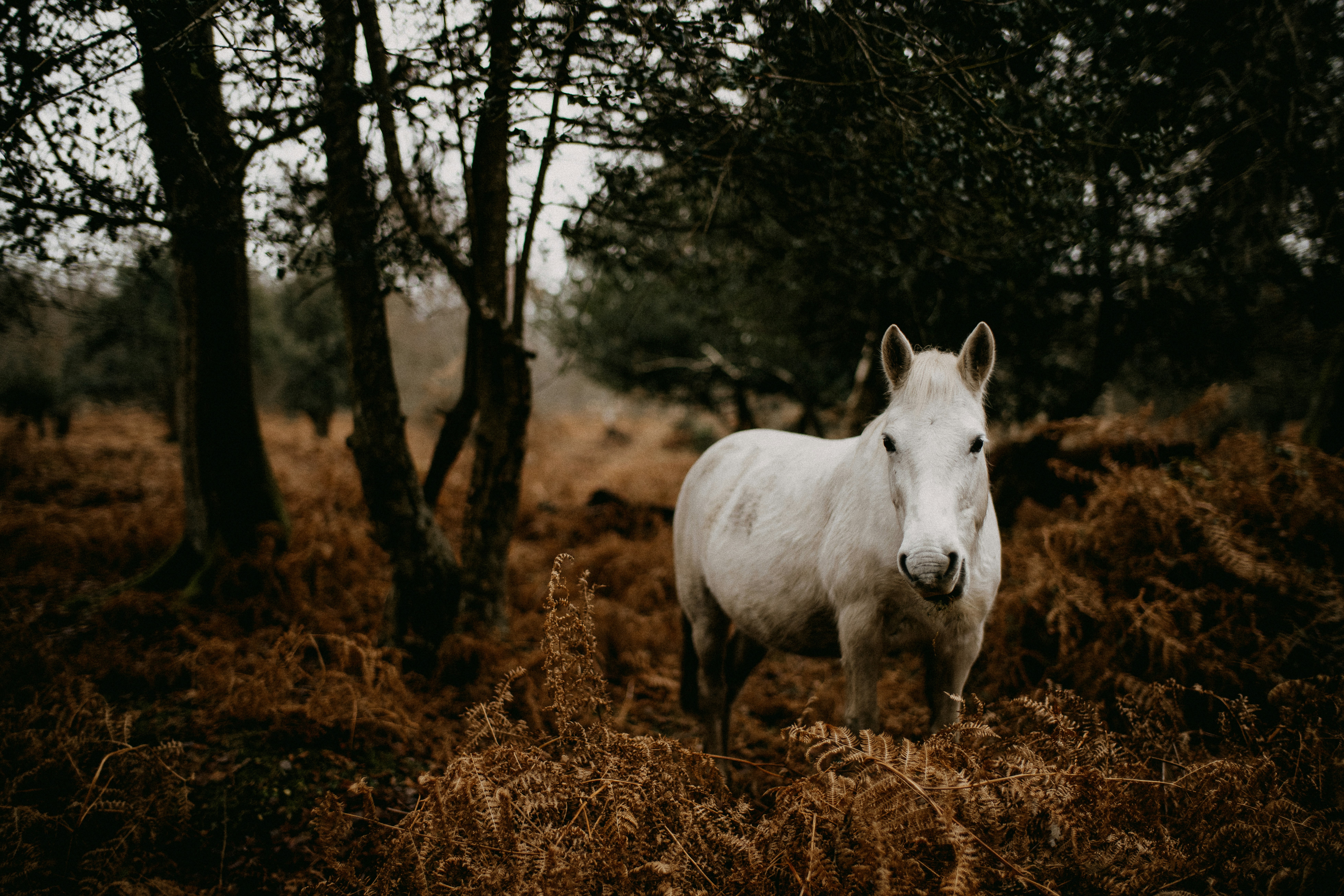 a white horse standing in the middle of a forest