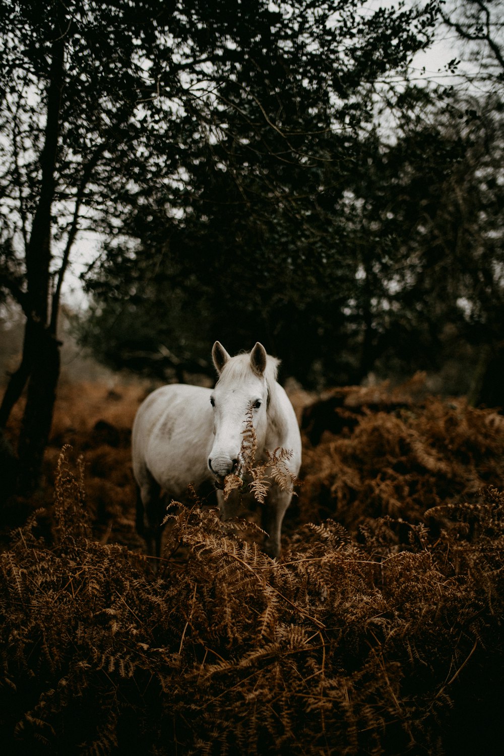 a white horse standing on top of a dry grass field