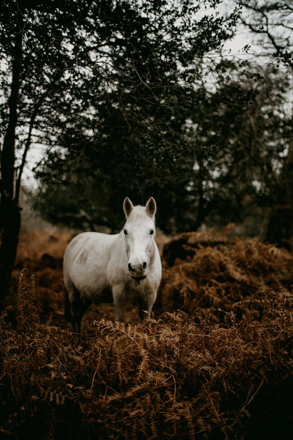 Un caballo blanco parado en medio de un campo