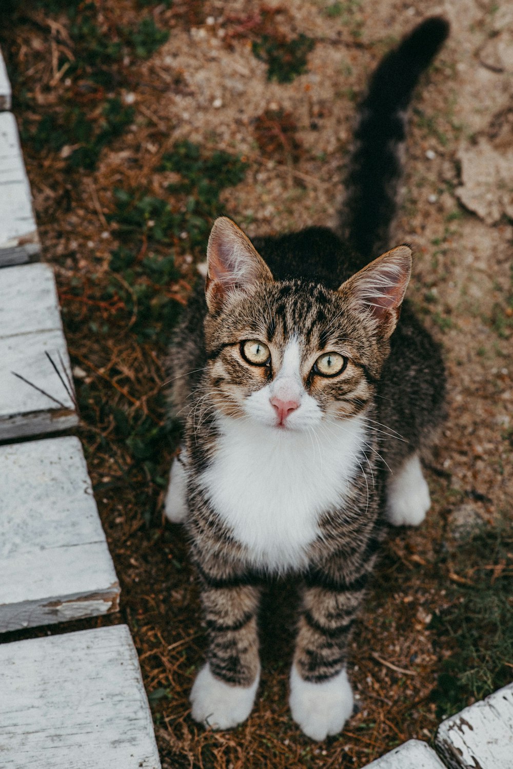 a cat that is sitting on the ground