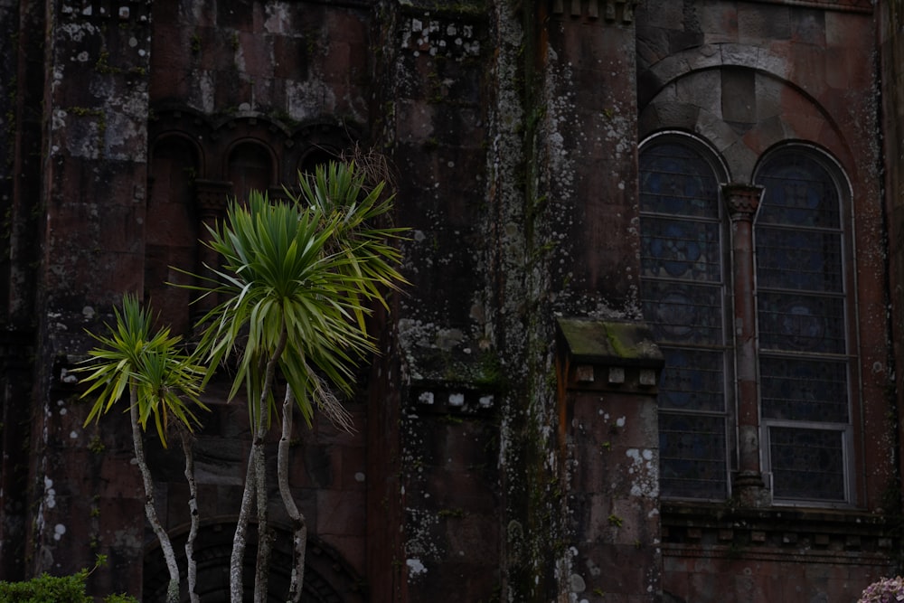 a palm tree in front of an old building