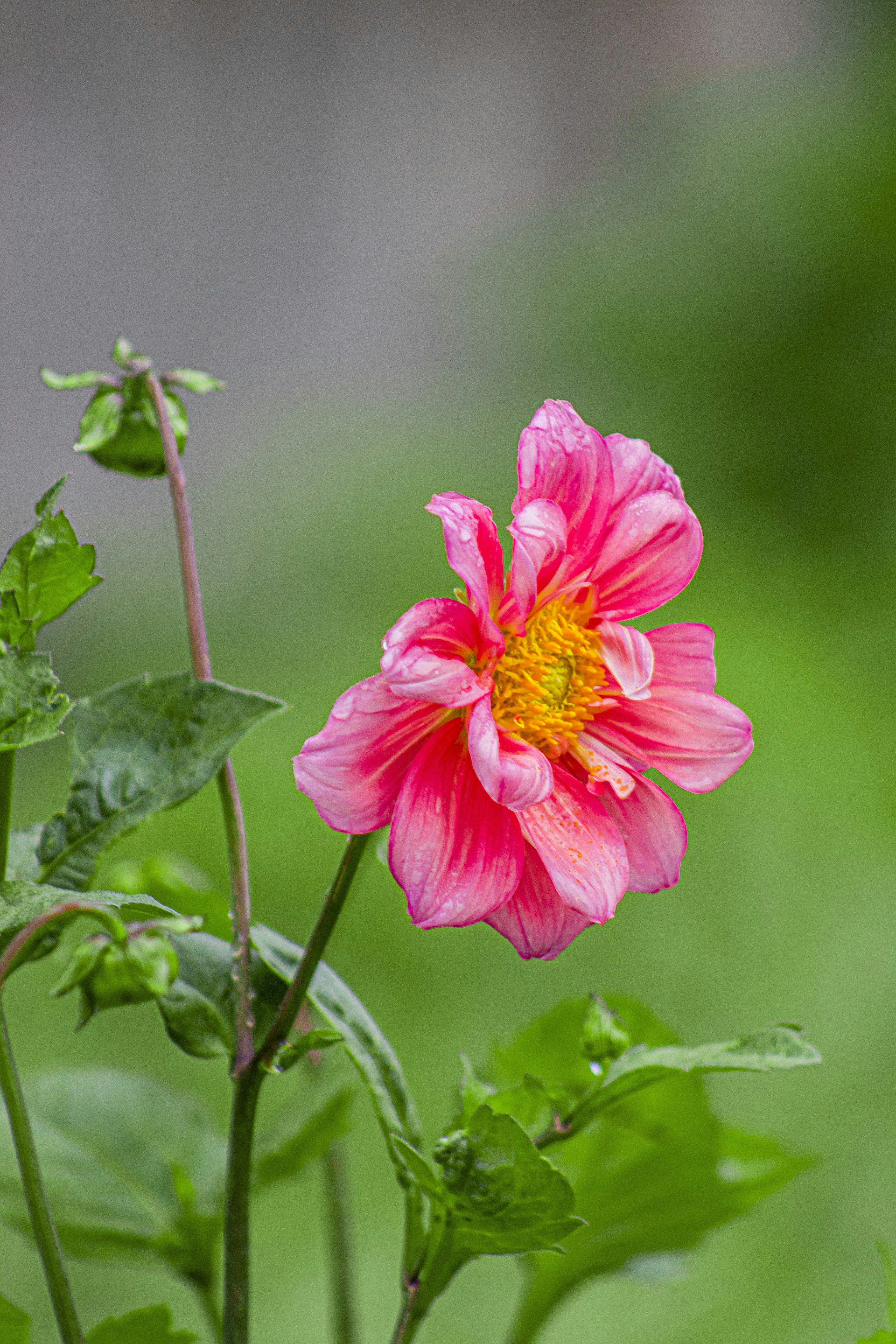 eine rosa Blume mit grünen Blättern im Hintergrund