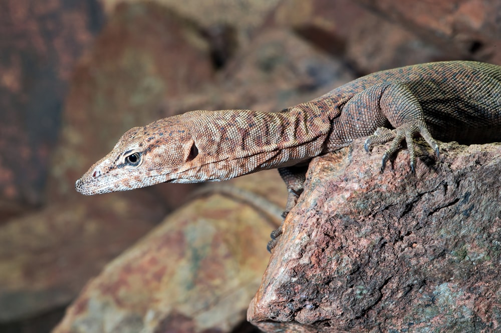 a close up of a lizard on a rock