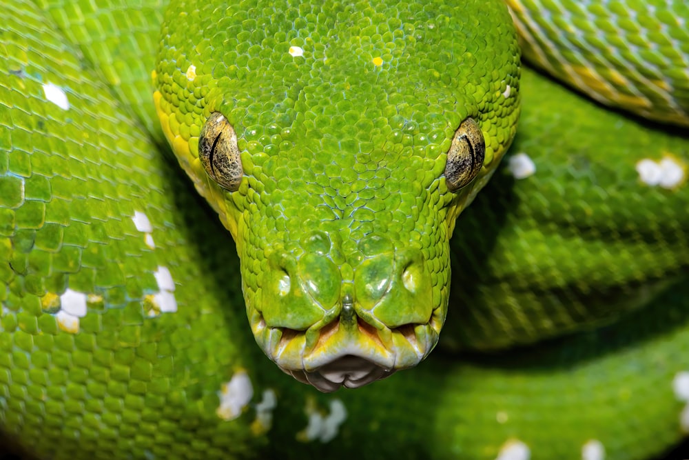 a close up of a green snake's head