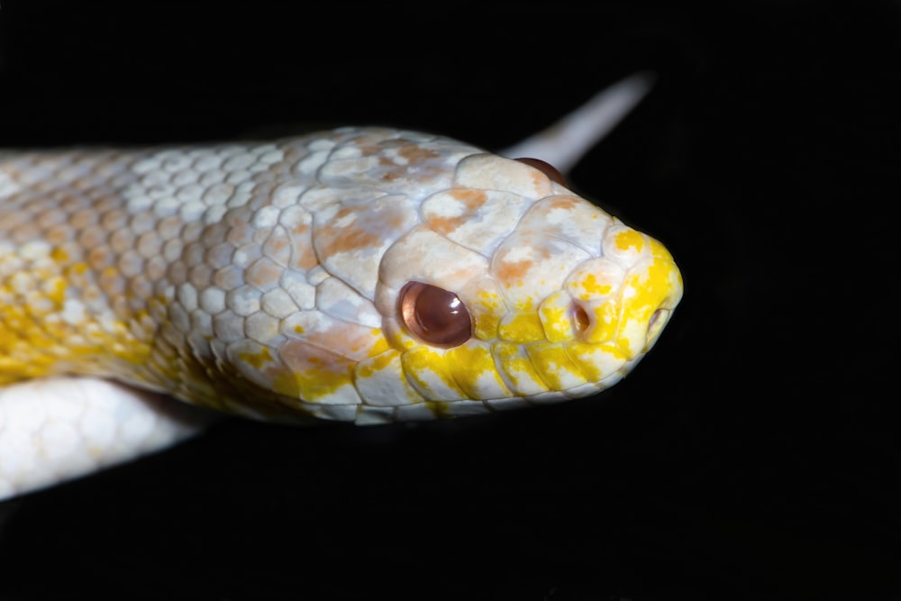 a close up of a yellow and white snake