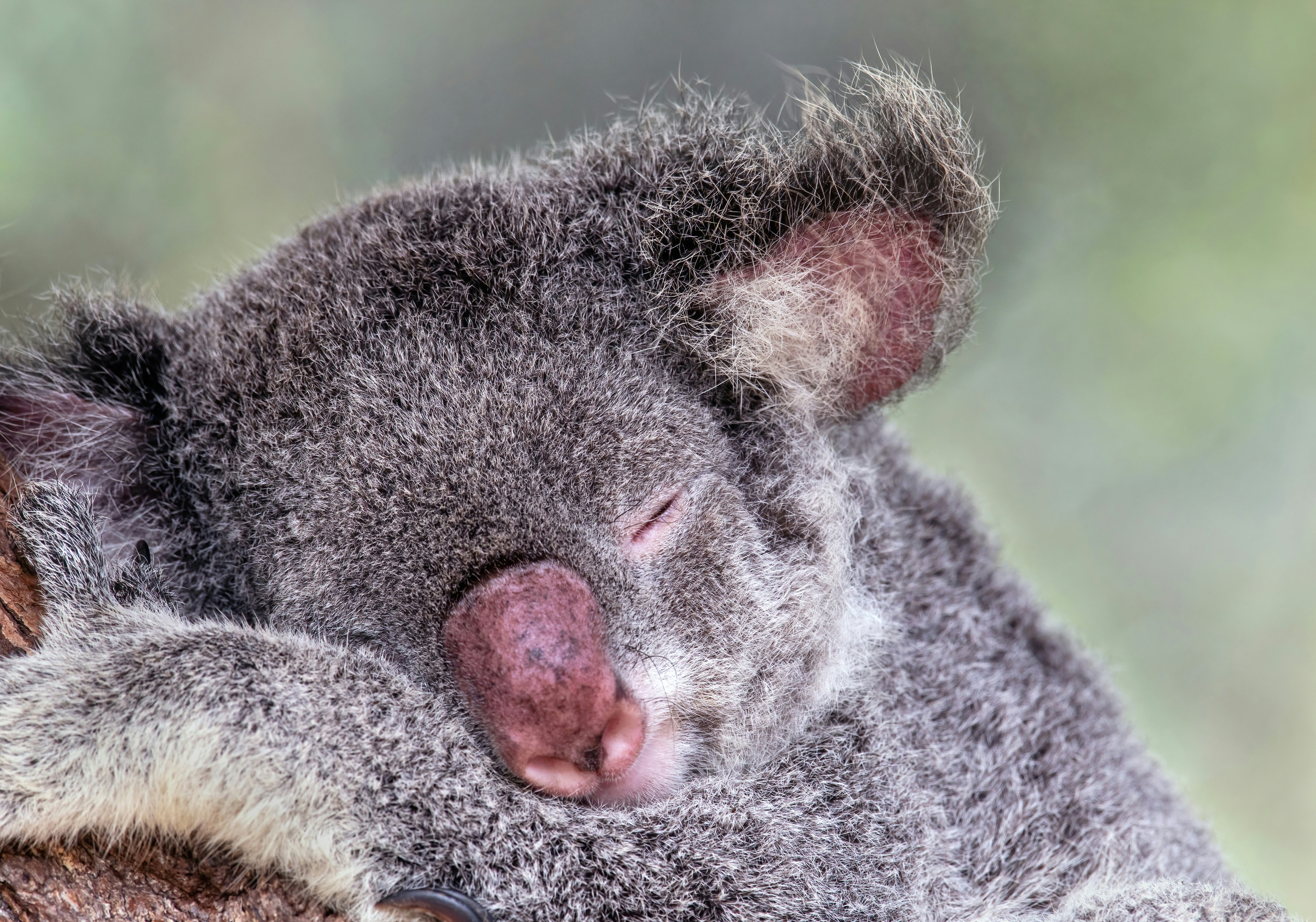 a close up of a koala sleeping on a tree, A young koala taking a nap. Kuranda Koala gardens, Australia.