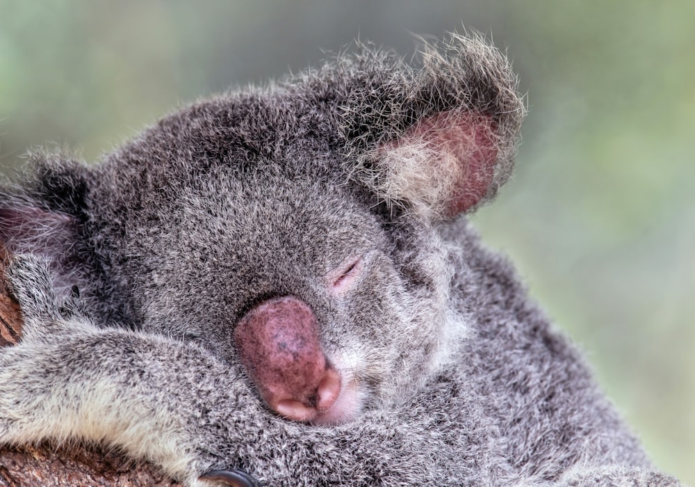a close up of a koala sleeping on a tree
