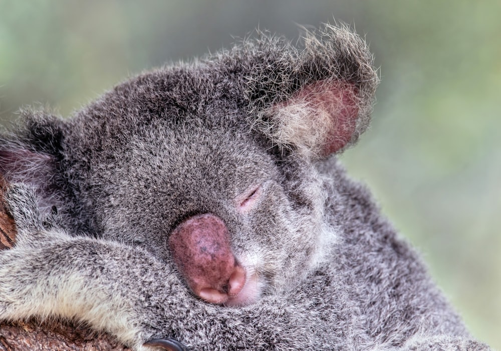 Nahaufnahme eines Koalas, der auf einem Baum schläft