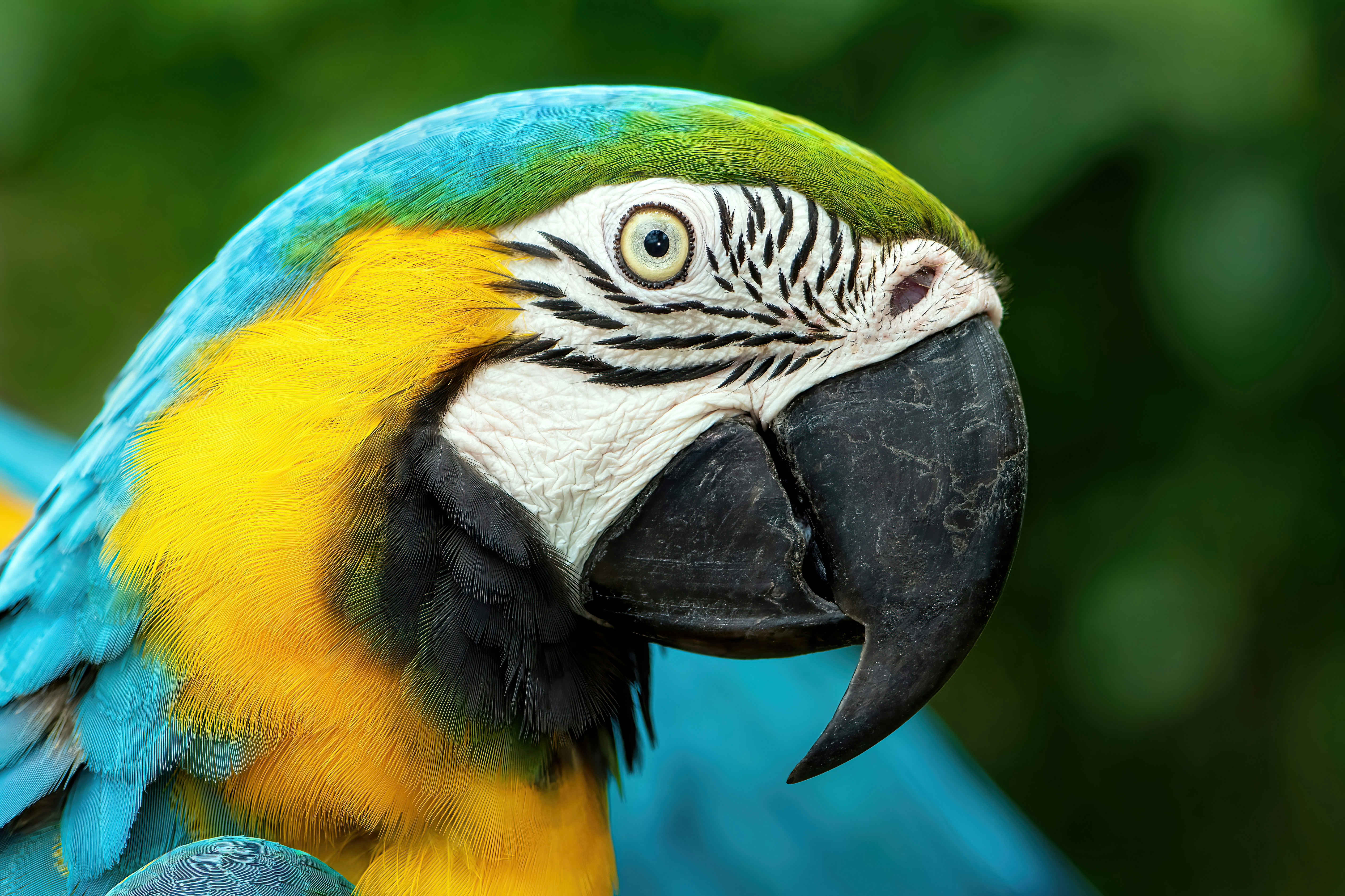 Blue and gold Macaw portrait. The blue back of it's mate is in the background. Photo taken at Birdworld Kuranda in Australia.