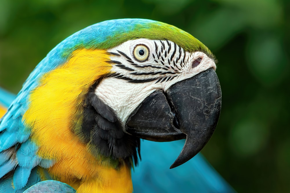 a close up of a blue and yellow parrot