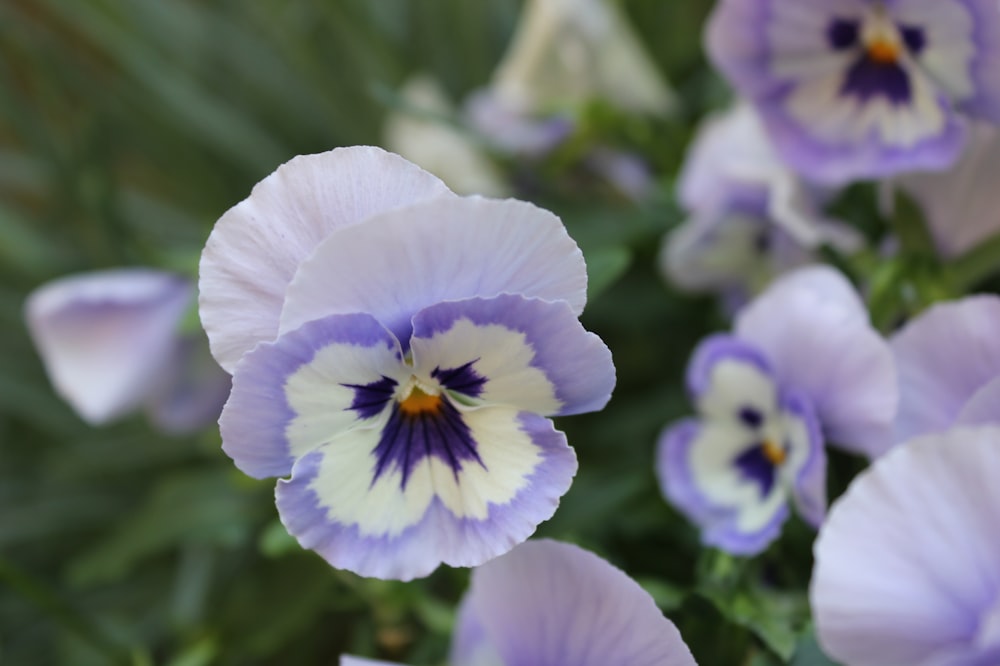 a group of purple and white flowers in a garden