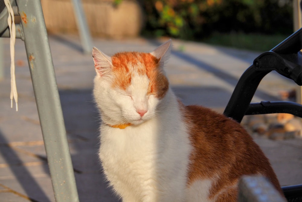 an orange and white cat sitting on a bench