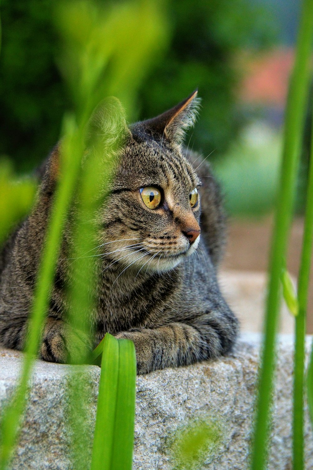 a cat is sitting on a rock in the grass