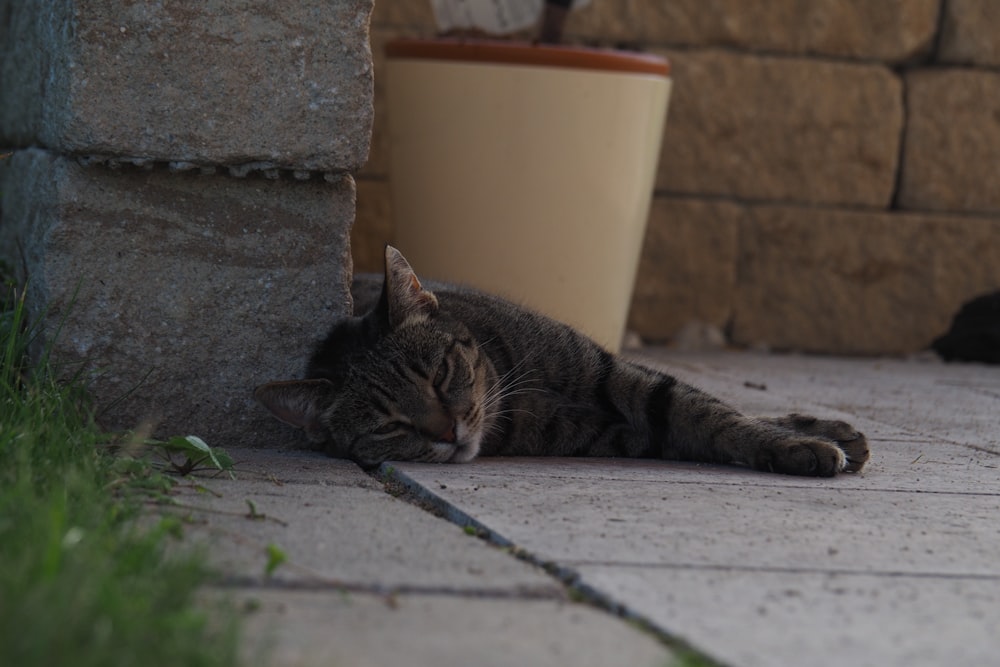 a cat laying on the ground next to a potted plant