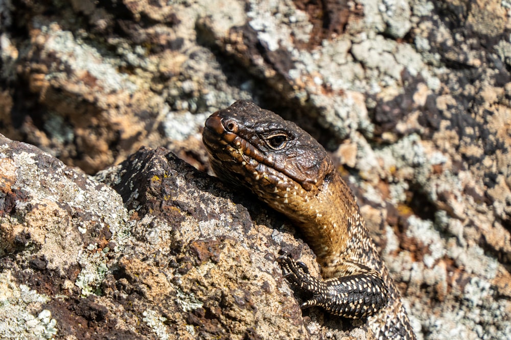 a close up of a lizard on a rock