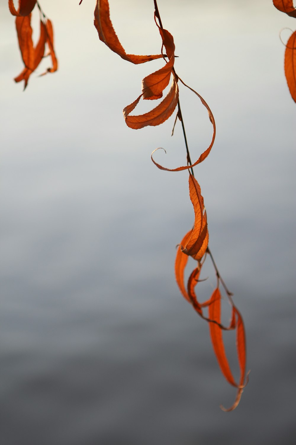 a close up of a branch with leaves hanging from it