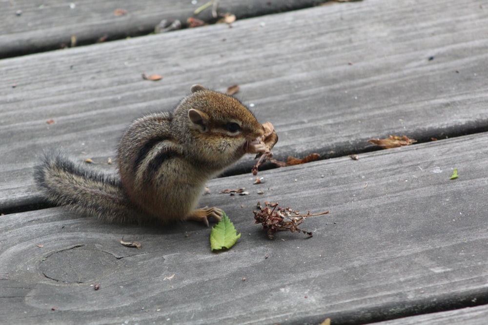 um pequeno esquilo sentado em cima de um banco de madeira