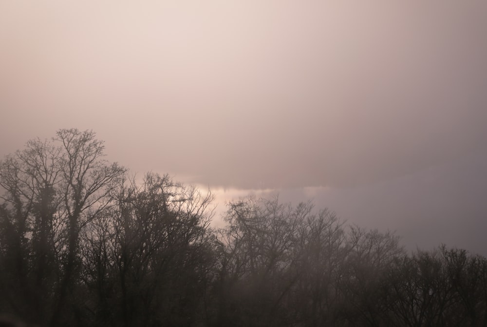a foggy sky with trees in the foreground