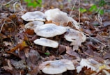 Several large mushrooms are growing among a bed of dry, brown leaves in a forest setting. The mushrooms have light, cream-colored caps with some darker speckles. Various twigs and branches are scattered among the leaves, adding to the natural, woodland atmosphere.